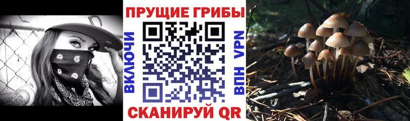 Галлюциногенные грибы прущие грибы  дарнет шоп  Ленинск-Кузнецкий 